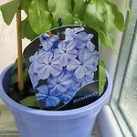 Apartment Bloom Box *
