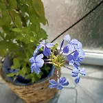 Bloom Box Apartment