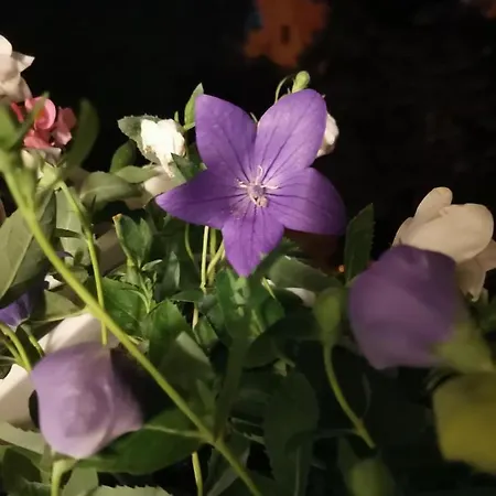 Apartment Bloom Box