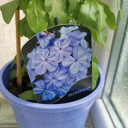 Lejlighed Bloom Box *