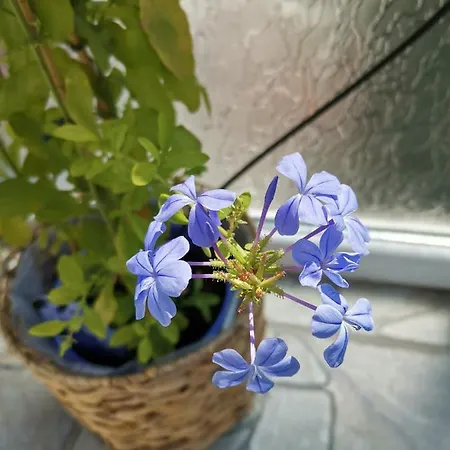 Bloom Box Apartment