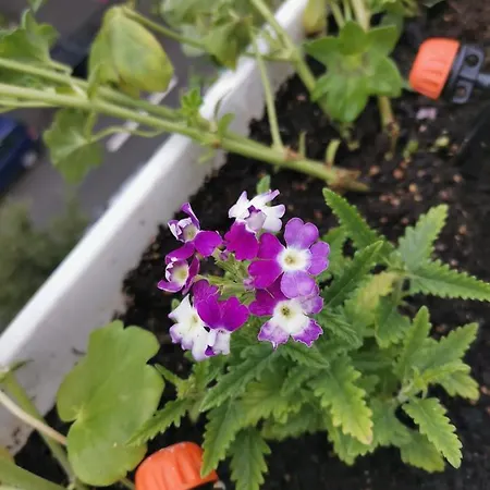 Apartment Bloom Box