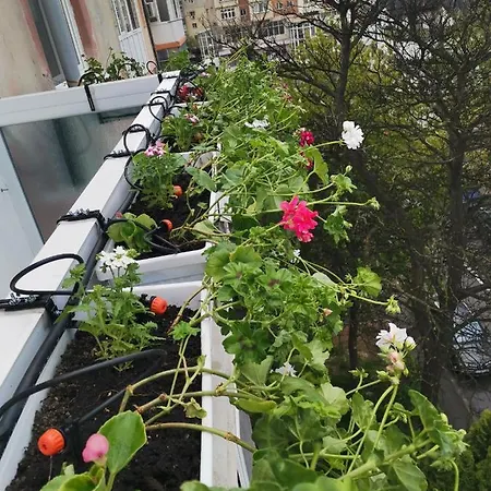 Apartment Bloom Box Craiova