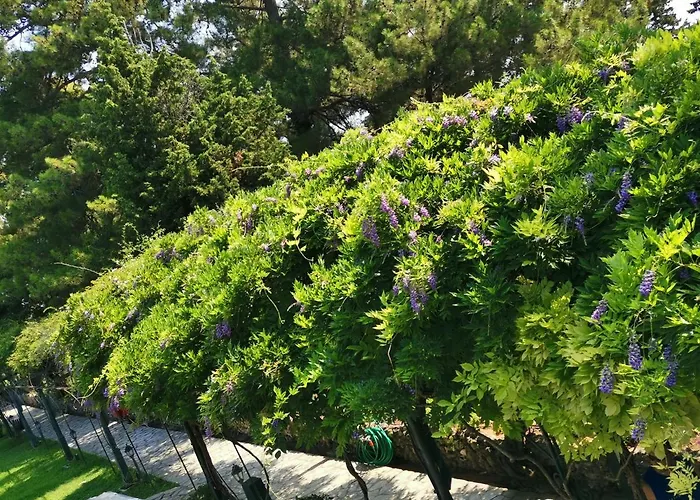 Bloom Box * 克拉奥华