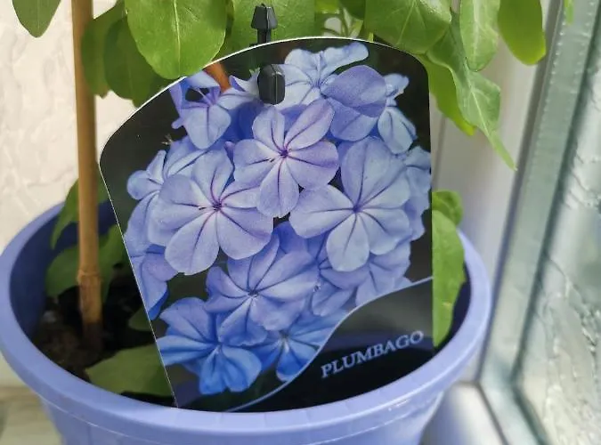 Lejlighed Bloom Box *